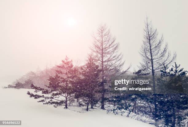 forest in winter snowy field. - wiratgasem stock pictures, royalty-free photos & images