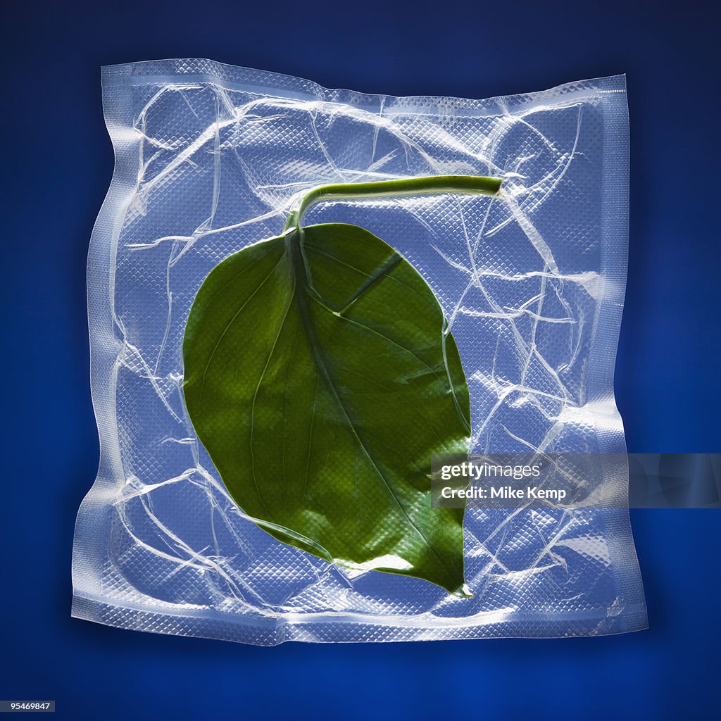 Shrink wrapped green leaf