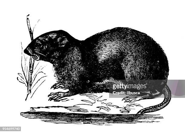 stockillustraties, clipart, cartoons en iconen met dieren antieke gravure illustratie: musk rat - muskrat