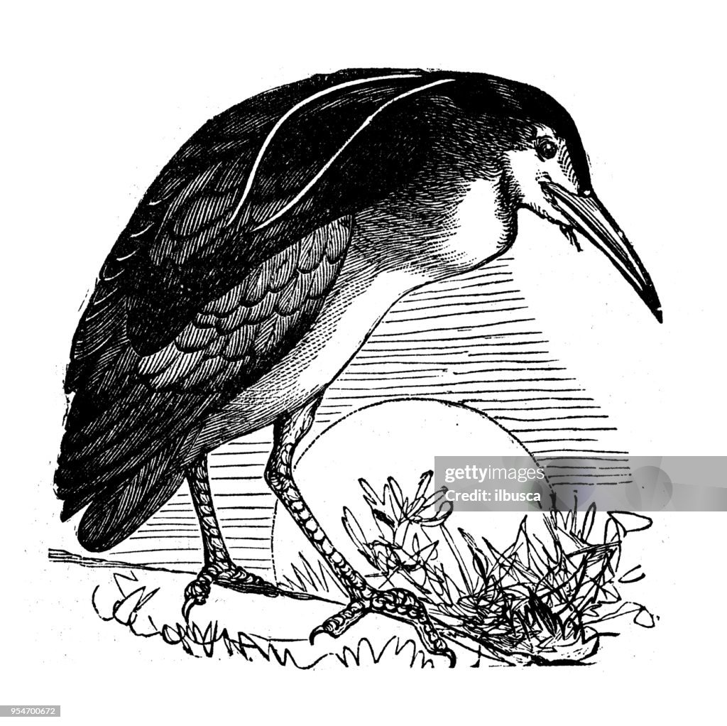 Animals antique engraving illustration: Night Heron