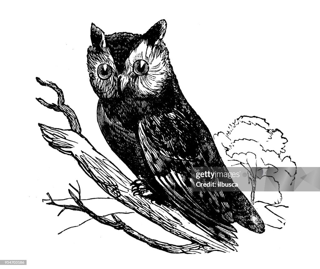Animals antique engraving illustration: Screech Owl
