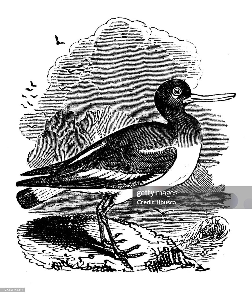 Animals antique engraving illustration: Oyster Catcher