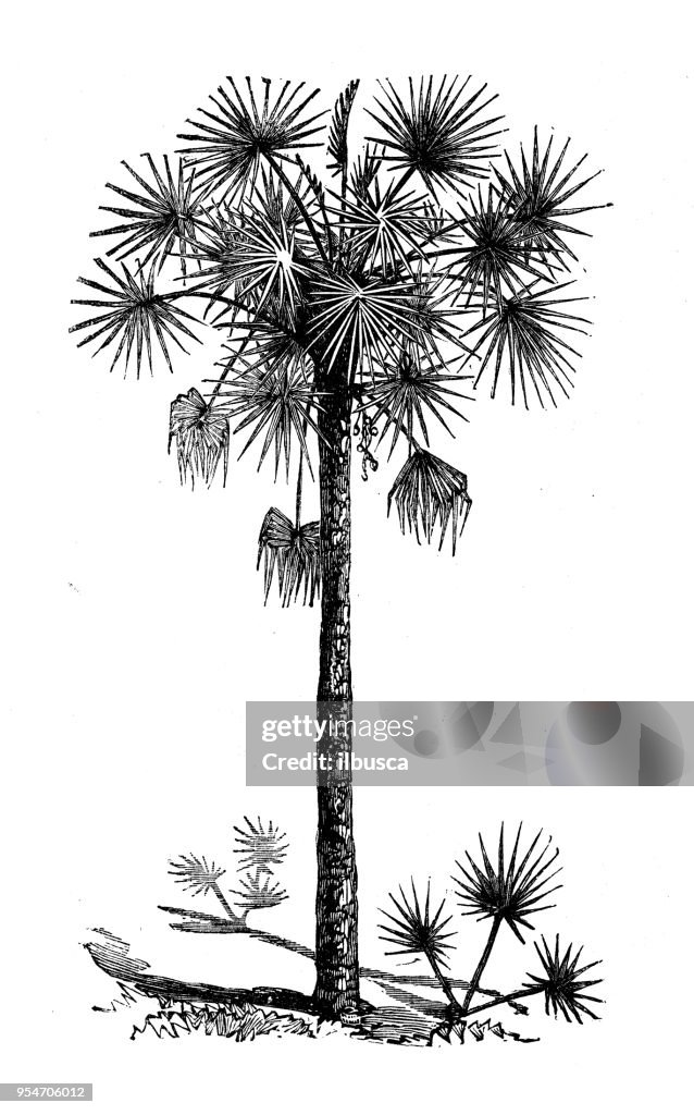 Botany plants antique engraving illustration: Sabal Palmetto
