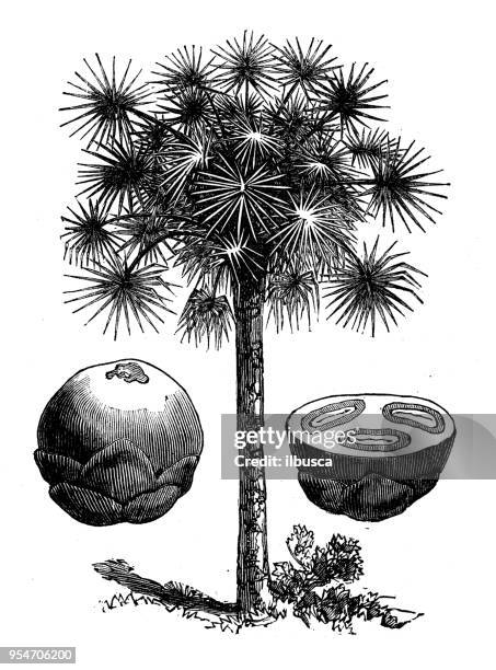 botanik pflanzen antik gravur abbildung: palmyra-palme - palmera stock-grafiken, -clipart, -cartoons und -symbole