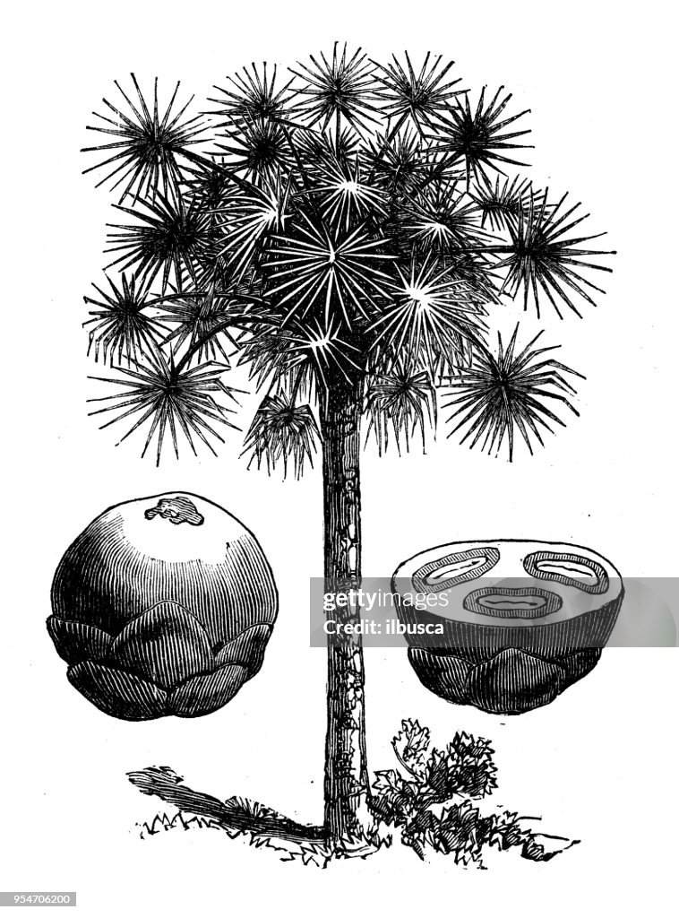 Botany plants antique engraving illustration: Palmyra Palm