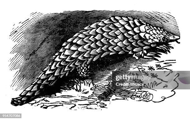 animals antique engraving illustration: short tailed pangolin - pangolin drawing stock illustrations