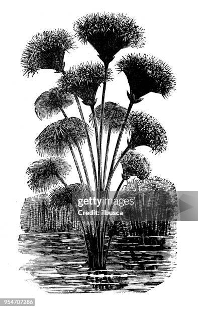 植物學植物仿古雕刻插圖: 紙莎草 - papyrus 幅插畫檔、美工圖案、卡通及圖標