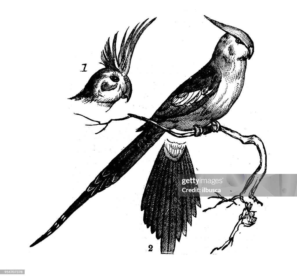 Animals antique engraving illustration: Crested Parrakeet