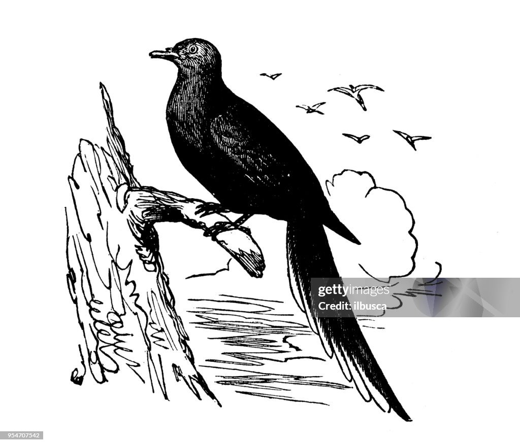 Animals antique engraving illustration: Passenger Pigeon