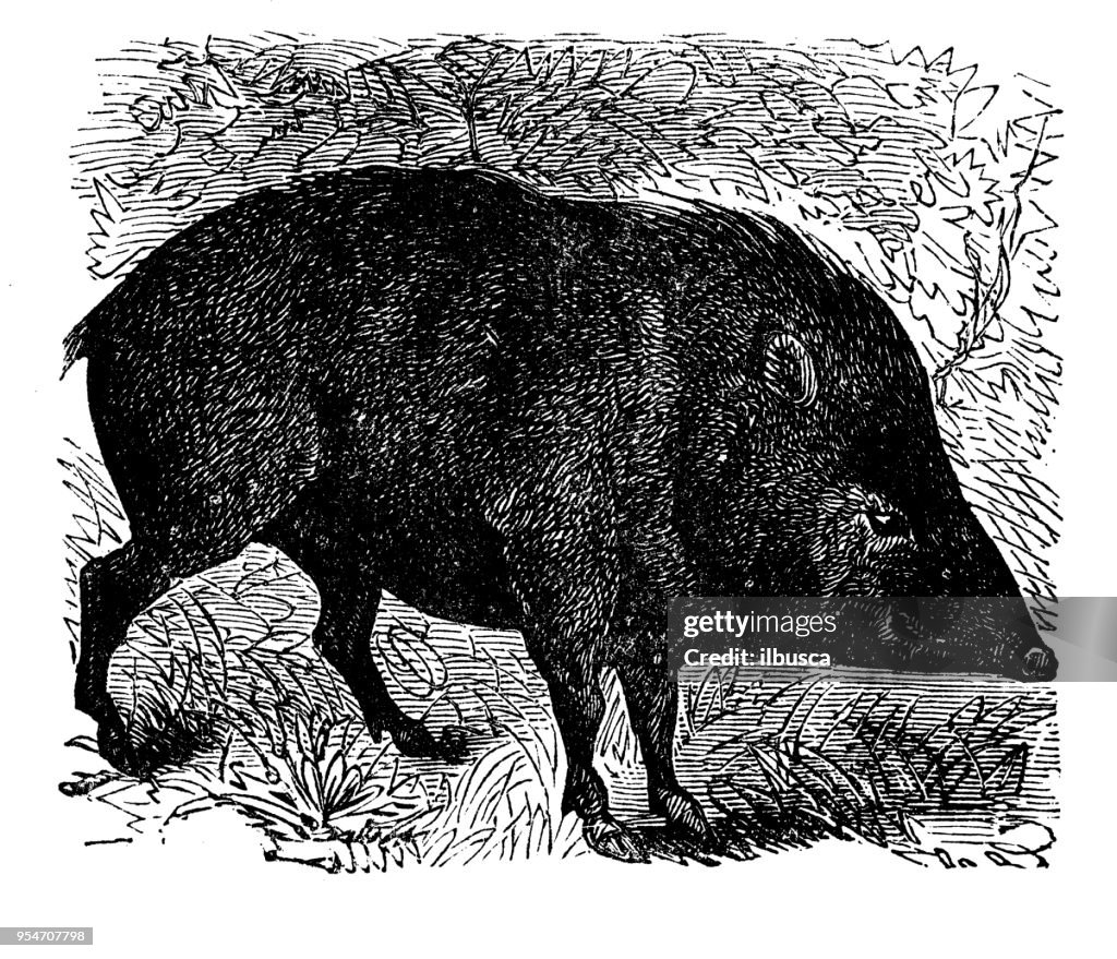 Animals antique engraving illustration: Peccary