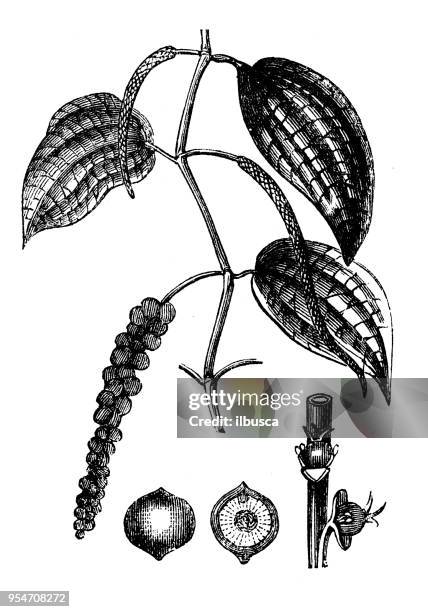 botany plants antique engraving illustration: black pepper - black peppercorn stock illustrations
