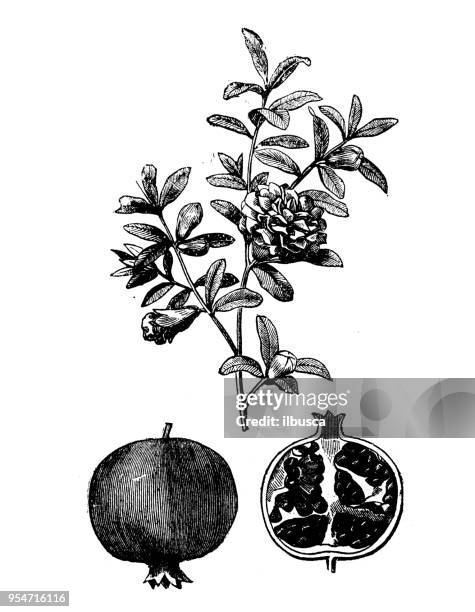 botany plants antique engraving illustration: pomegranate - pomegranate stock illustrations