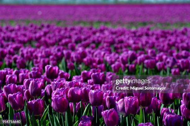 ultra violet tulip field - ultraviolett stock-fotos und bilder