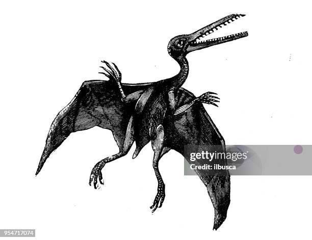 animals antique engraving illustration: pterodactyl - pterosaur stock illustrations