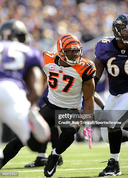 Dhani Jones of the Cincinnati Bengals defends against the Baltimore Ravens at M&T Bank Stadium on October 11, 2009 in Baltimore, Maryland. The...