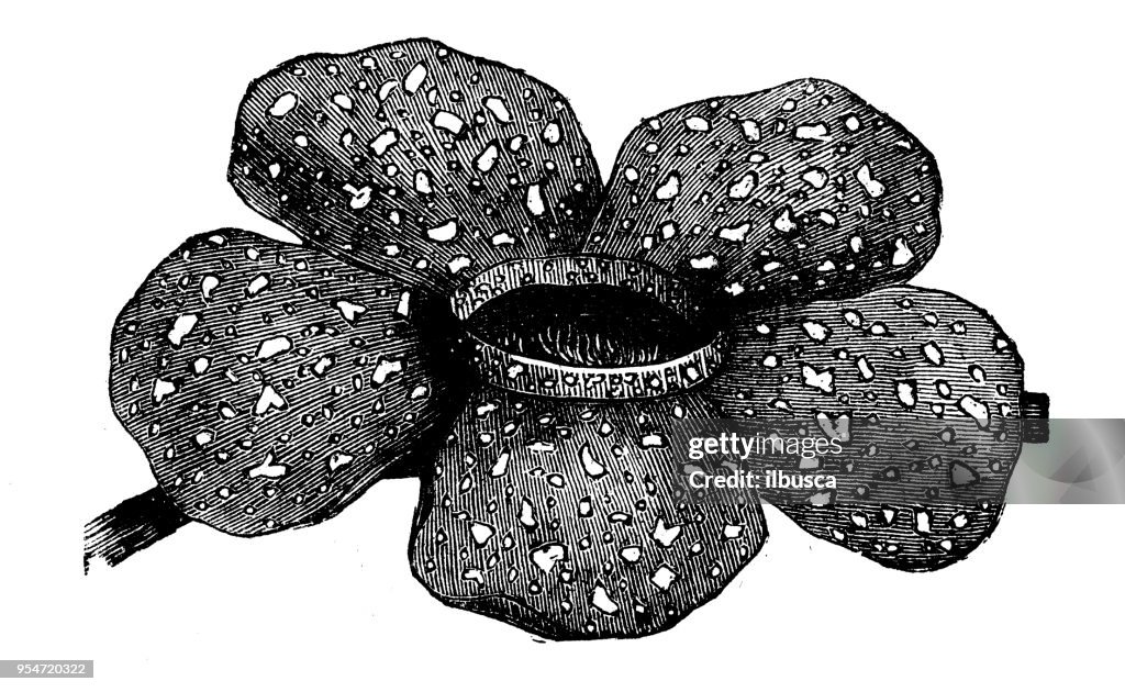 Botánica Plantas antigua ilustración de grabado: Rafflesia arnoldi