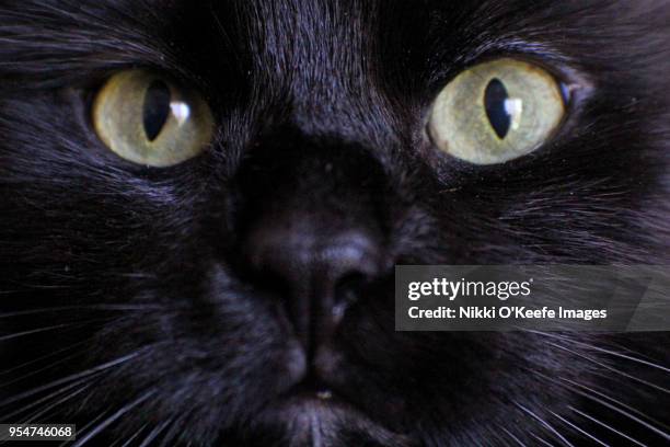 kitty close-up - natick stock pictures, royalty-free photos & images