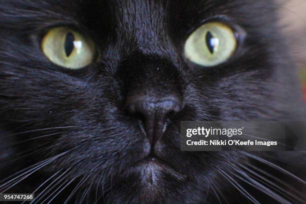 kitty close-up 2 - natick stock pictures, royalty-free photos & images