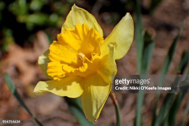 daffodil 3 - natick stock pictures, royalty-free photos & images