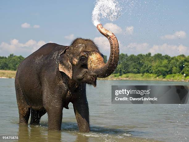 elephant - elephant stock pictures, royalty-free photos & images
