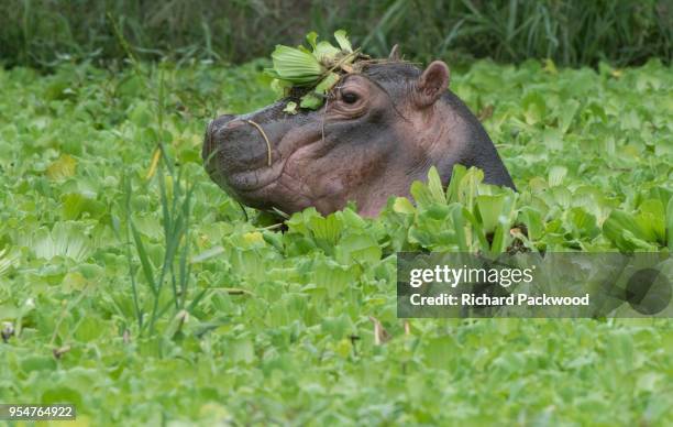 young hippo in a weed-covered pond - luangwa national park bildbanksfoton och bilder