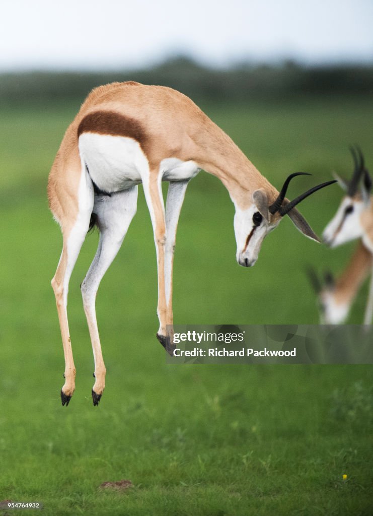 Springbok Rearing Springbok Pronking