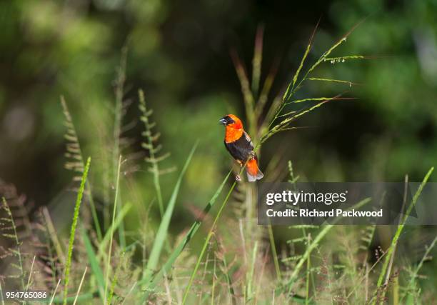 red bishop male perched on grass stem - euplectes orix stock pictures, royalty-free photos & images