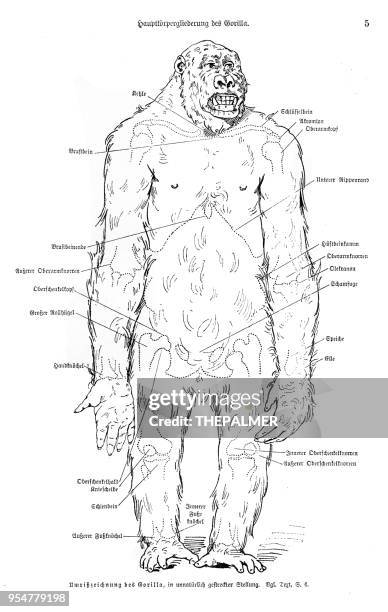 ilustraciones, imágenes clip art, dibujos animados e iconos de stock de disección de gorilla grabado 1894 - animal body part