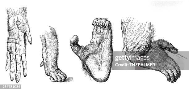 illustrazioni stock, clip art, cartoni animati e icone di tendenza di incisione di gorilla per mani e piedi 1894 - arto superiore animale