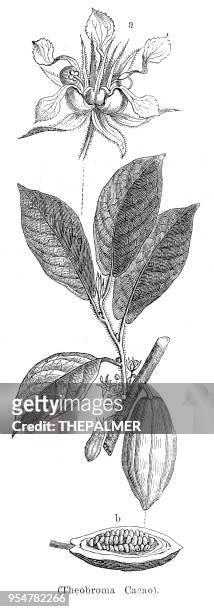 ilustrações de stock, clip art, desenhos animados e ícones de cacao fruit botanical engraving 1894 - theobroma