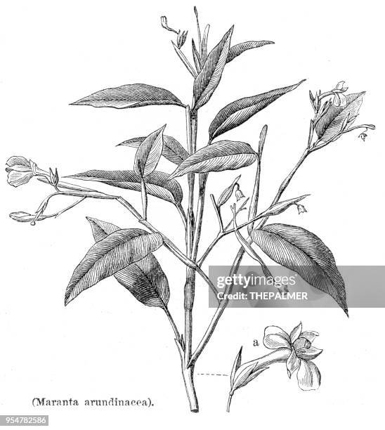 arrowroot botanical engraving 1894 - arrowroot stock illustrations