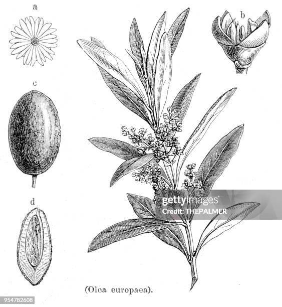 olive botanical engraving 1894 - olives stock illustrations