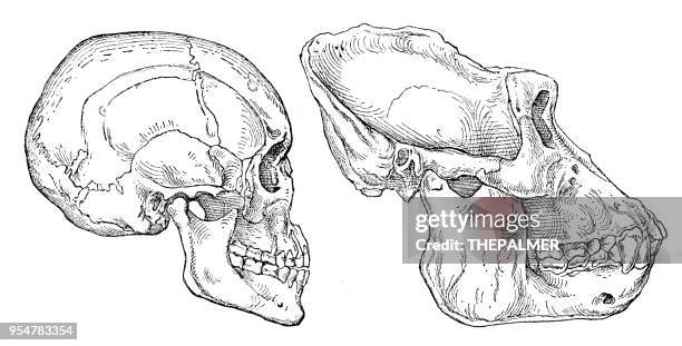 human and gorilla skull engraving 1894 - gorilla stock illustrations