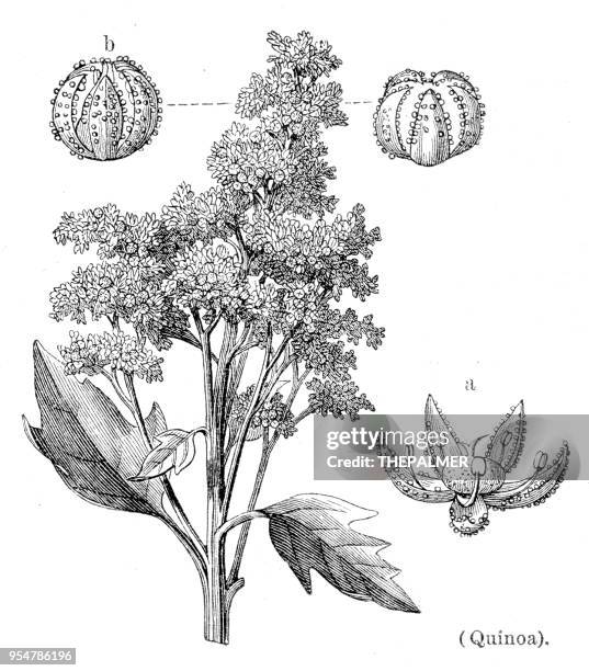 illustrations, cliparts, dessins animés et icônes de quinoa botanique gravure 1894 - quinoa