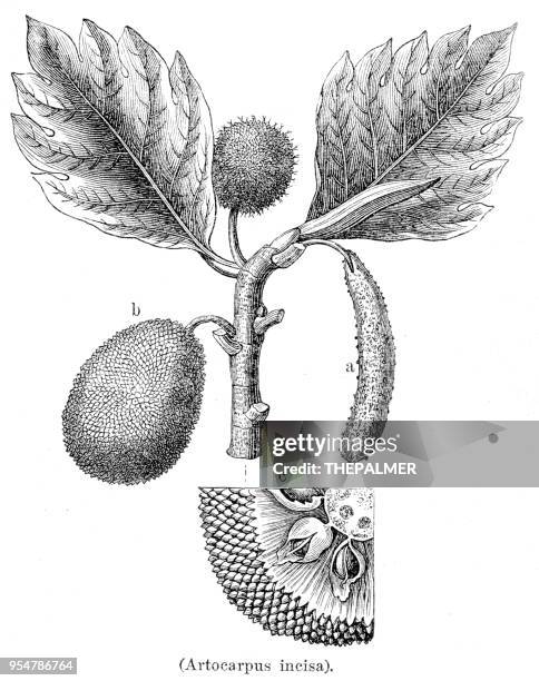 breadfruit tree botanical engraving 1894 - jackfruit stock illustrations