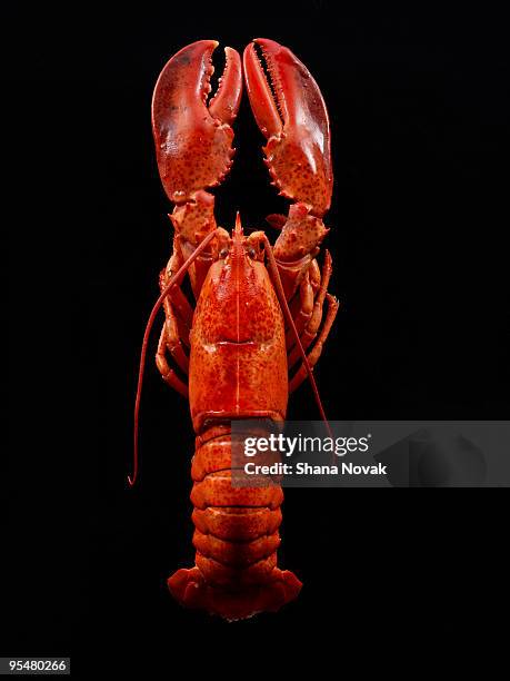 steamed maine lobster - lobster seafood stock pictures, royalty-free photos & images