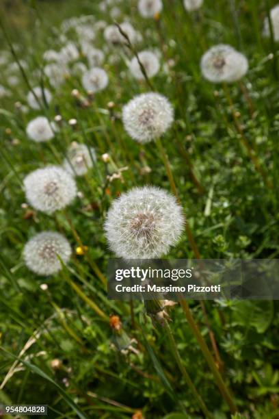 a dandelion seed heads blooming in a field in springtime, italy - massimo pizzotti stock pictures, royalty-free photos & images