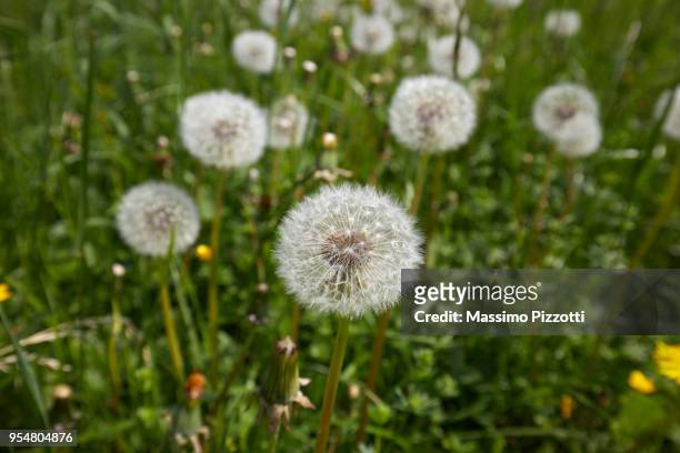 a dandelion seed heads blooming in a field in springtime, italy - massimo pizzotti fotografías e imágenes de stock