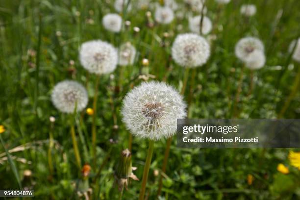 a dandelion seed heads blooming in a field in springtime, italy - massimo pizzotti - fotografias e filmes do acervo