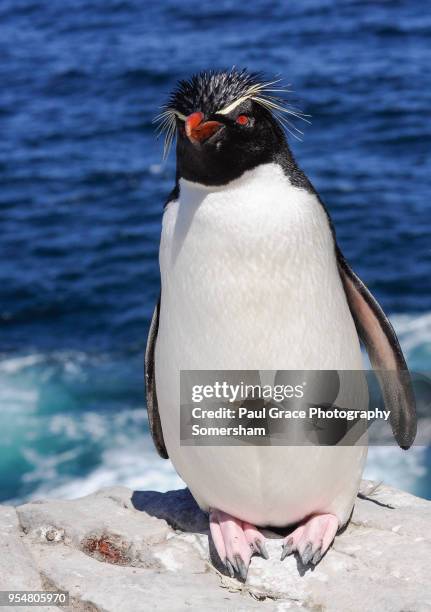 southern rockhopper penguins eudyptes chrysocome - rockhopper penguin stock pictures, royalty-free photos & images