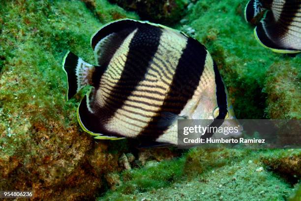 Banded Fish Photos and Premium High Res Pictures - Getty Images