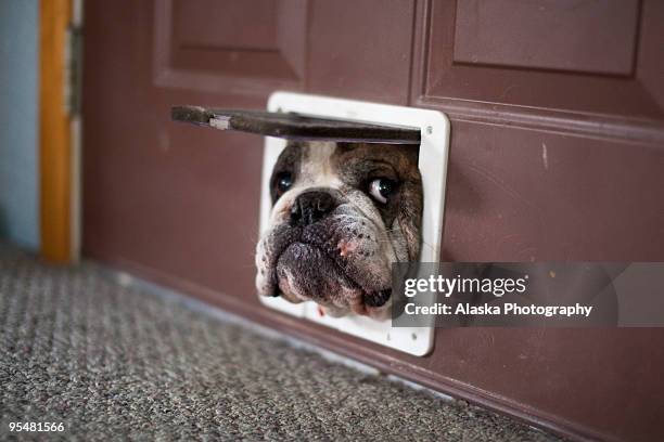 bulldog trying to get through a cat door - gag stockfoto's en -beelden