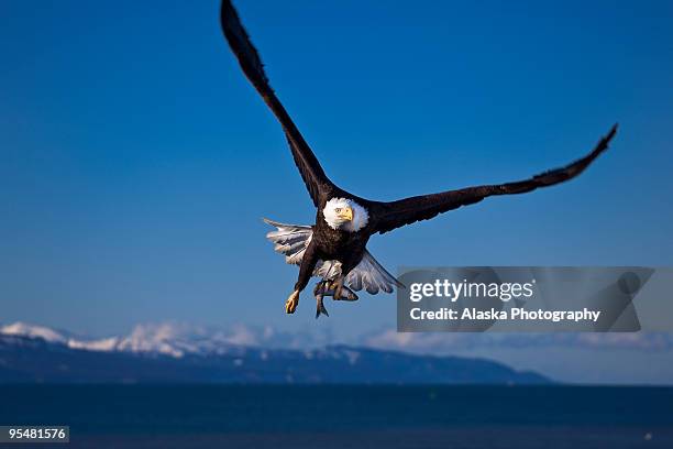 bald eagle - homer alaska stock pictures, royalty-free photos & images