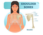 Labeled human shoulder bone anatomical vector illustration diagram poster.