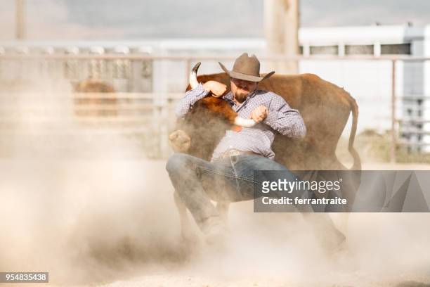 steer wrestling - wrestling arena stock pictures, royalty-free photos & images
