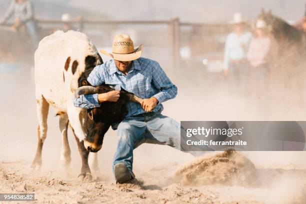 steer wrestling - cowboy stock pictures, royalty-free photos & images