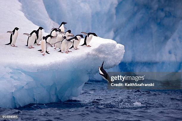 letztes mal! - antarctica penguin stock-fotos und bilder