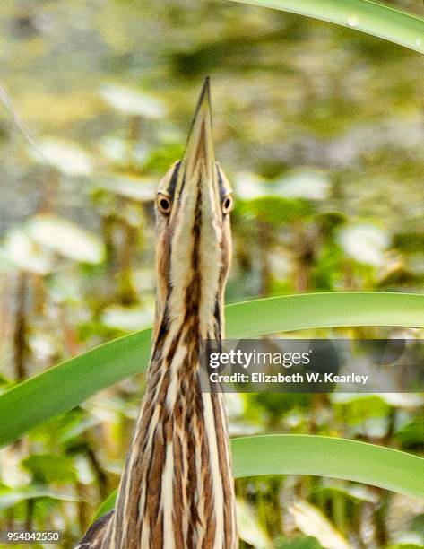 American Bittern Photos and Premium High Res Pictures - Getty Images