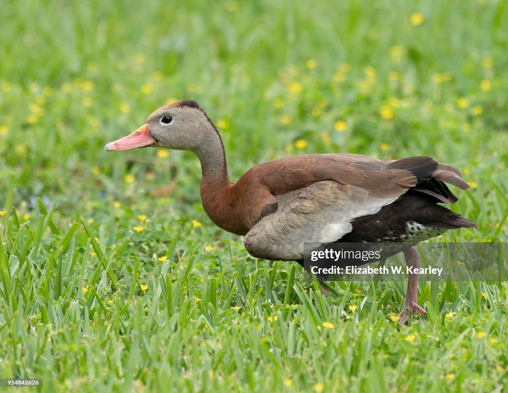Black-Bellied Whistling Duck