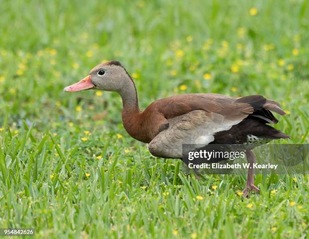 black-bellied whistling duck - dendrocygna stock pictures, royalty-free photos & images